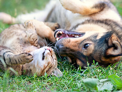 How Popular are Pets in the United States?